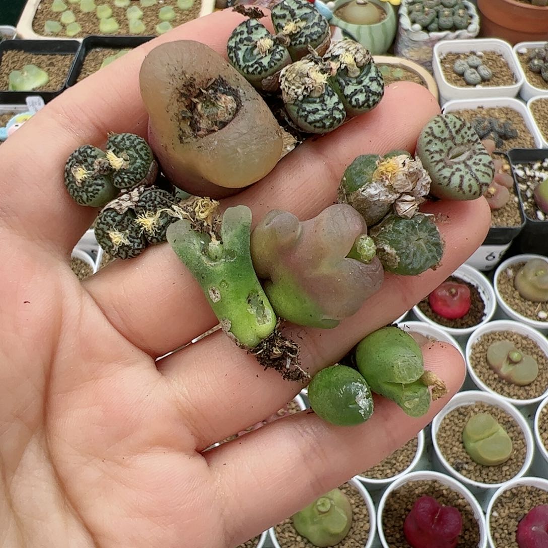【闪购商品】326 秒