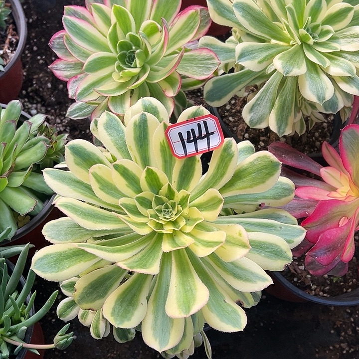 多肉植物144不售后