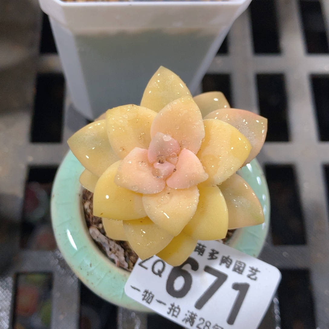 5CM拇指盆精控多肉ZQ671