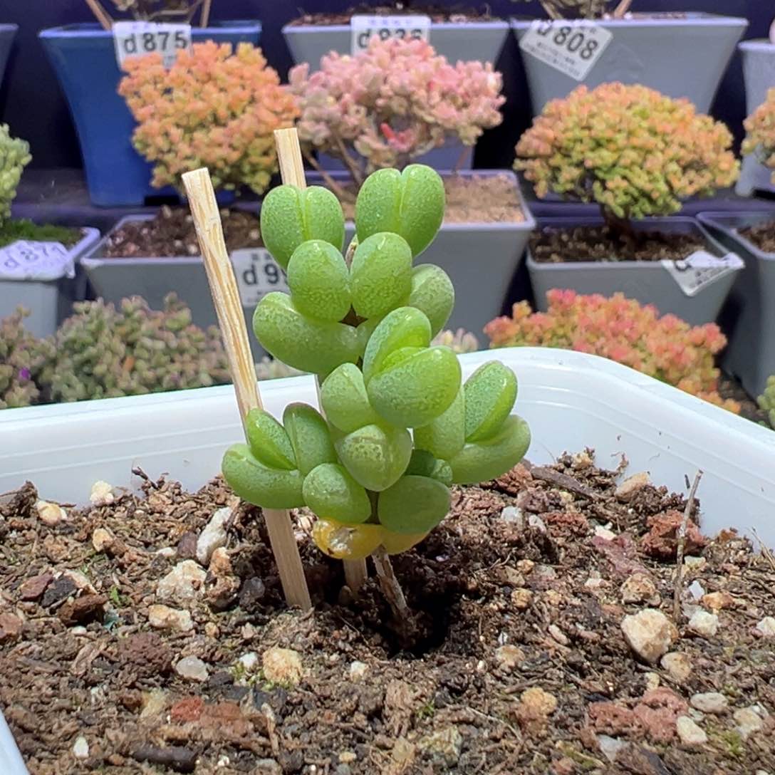 d742小老元宝枝干番杏