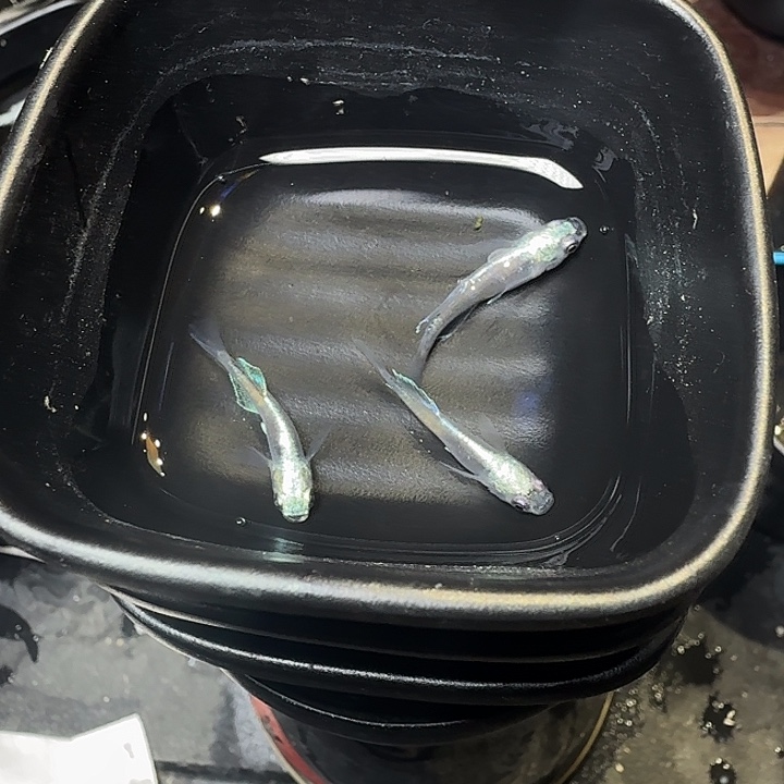青鳉鱼95号拍品半月极龙