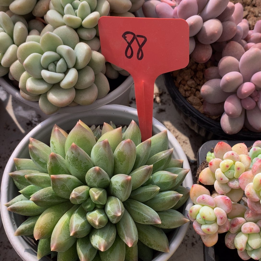 胖体，重楼6262626¥626262626