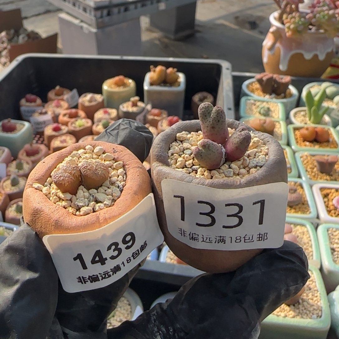 老***年1439-1331-一物一拍  带盆