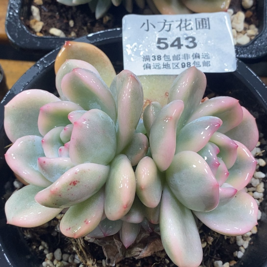 543梦露锦大三头底座