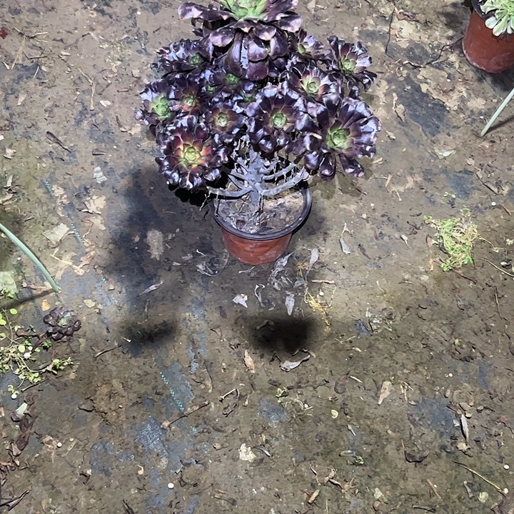 不包侧枝一物一拍6