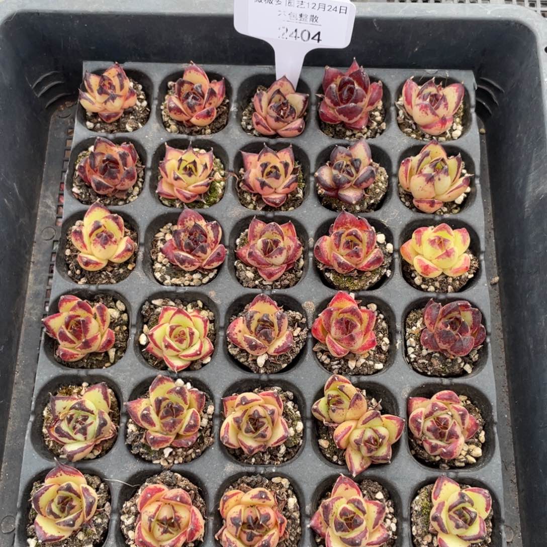 不包整散 盆子不售后2404