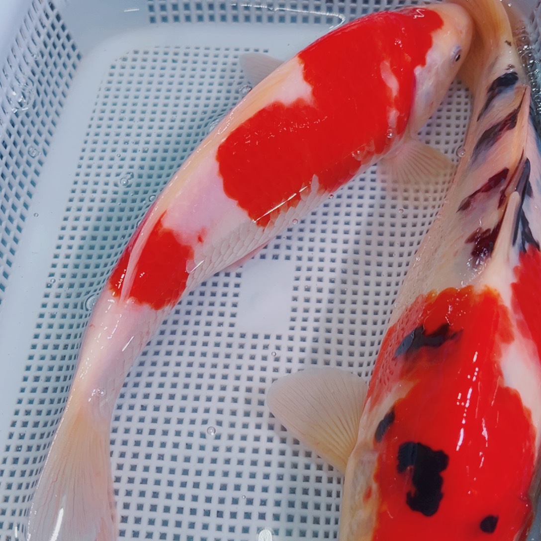 锦鲤锦鲤冷水观赏鱼144