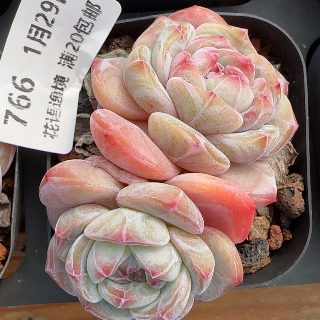 花语逸镜0129-766