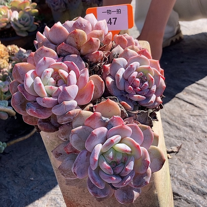 47 一物一拍不退不换