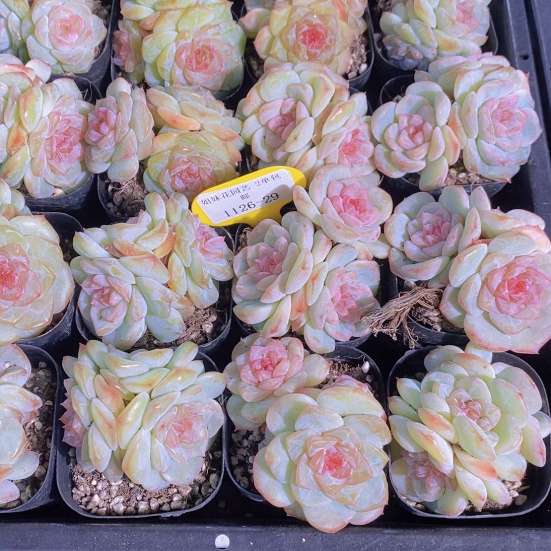 1126-29-精品母本白底冰心珍妮群一个