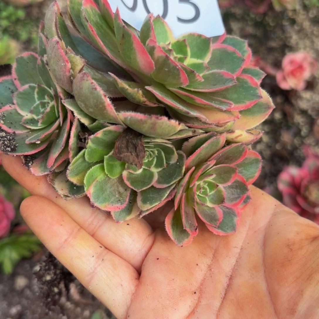 哈哈多肉葡萄福利来003