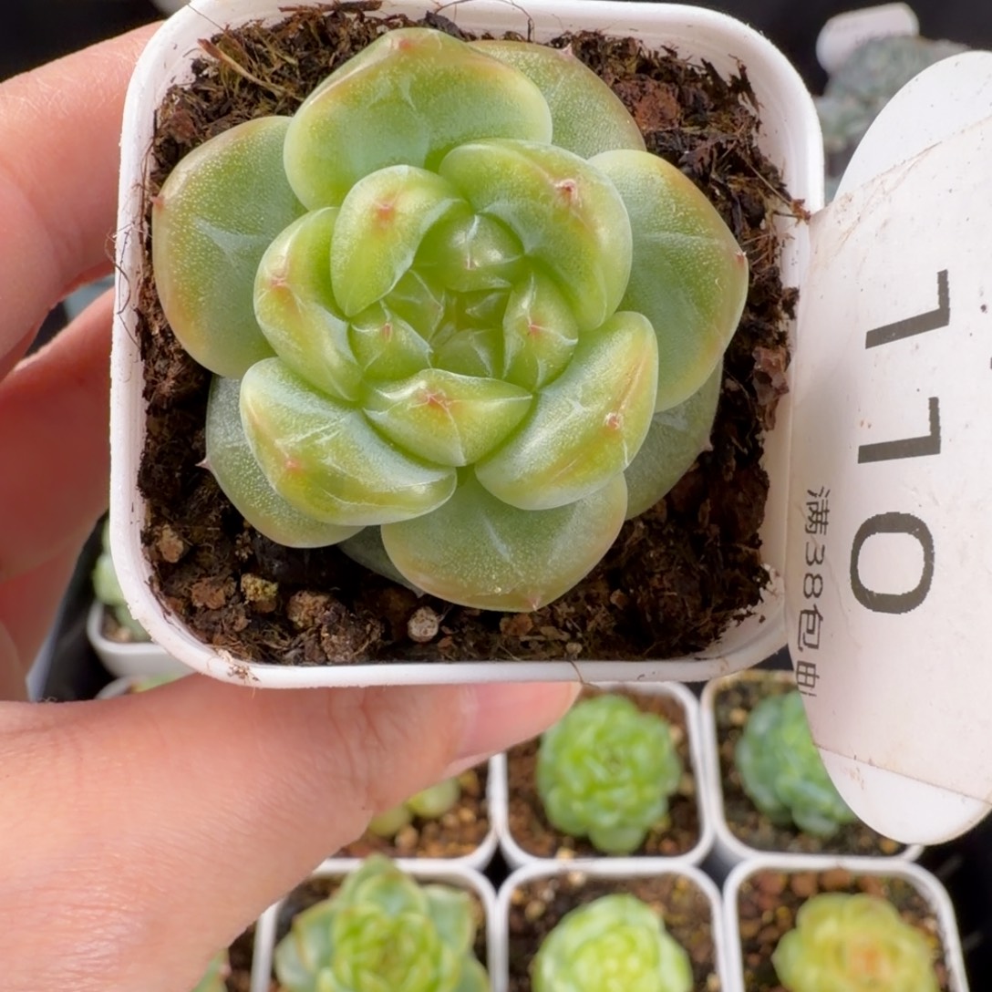 珍妮孤品单头110号