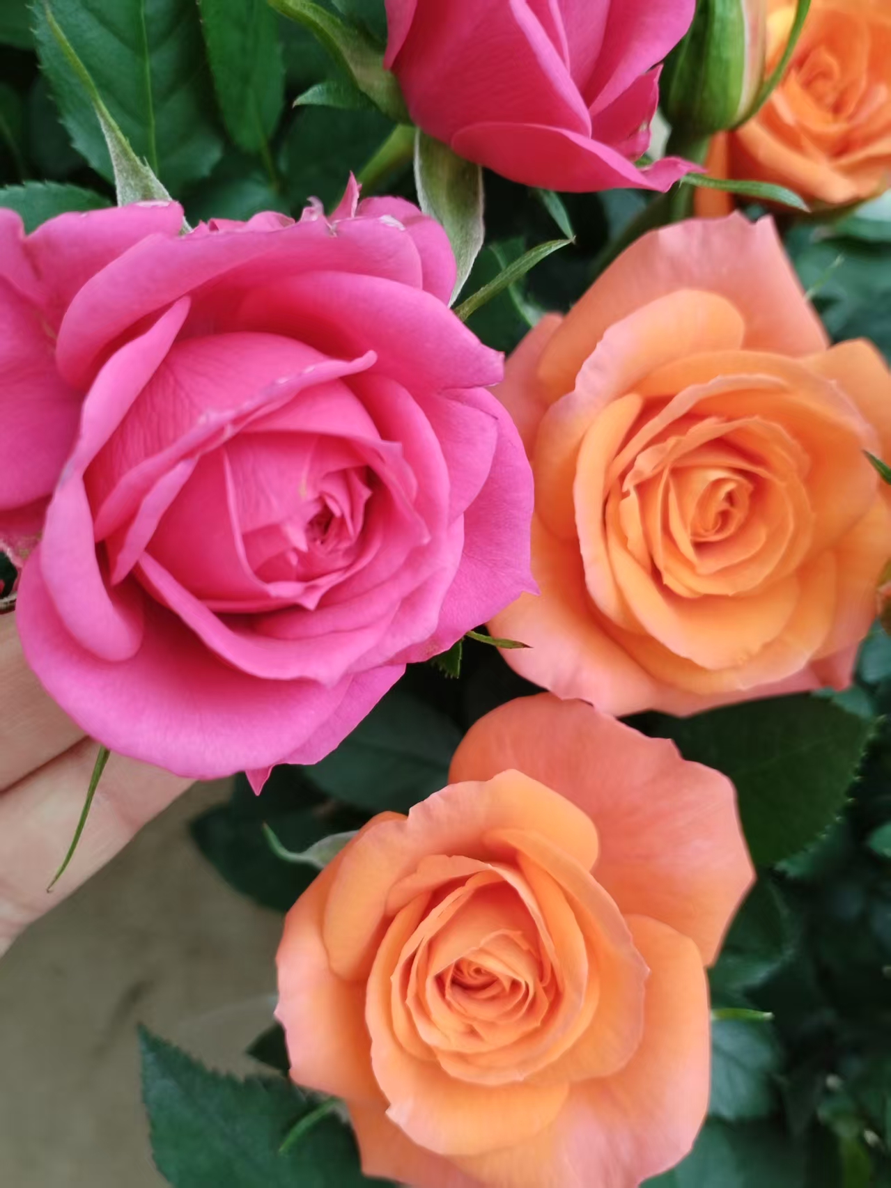 2盆福利（咖啡时间+芭比粉）基地直发庭院，阳台四季开花