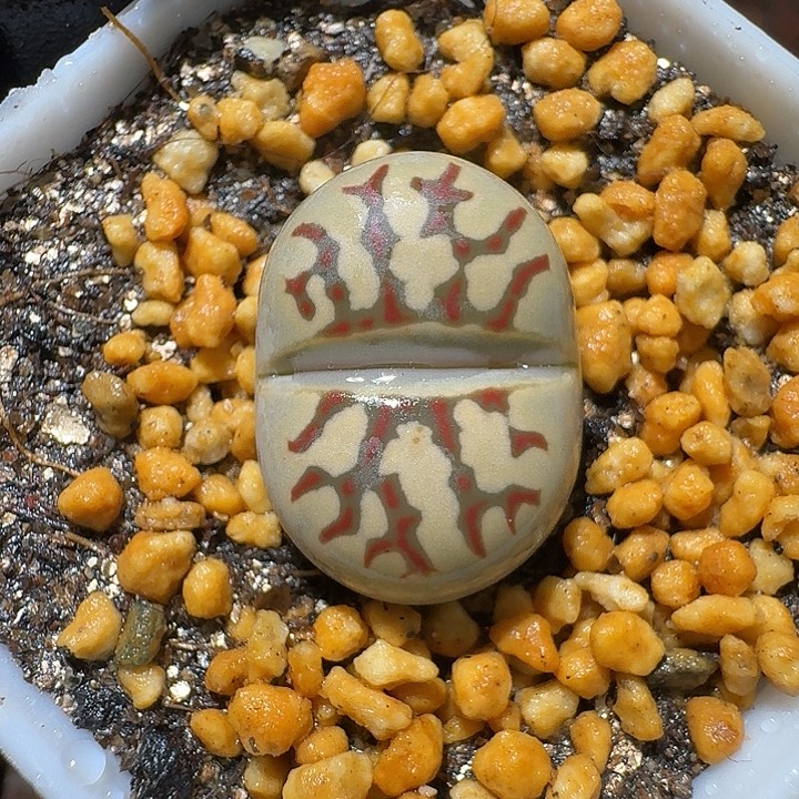 生石花3:：：：。  558号