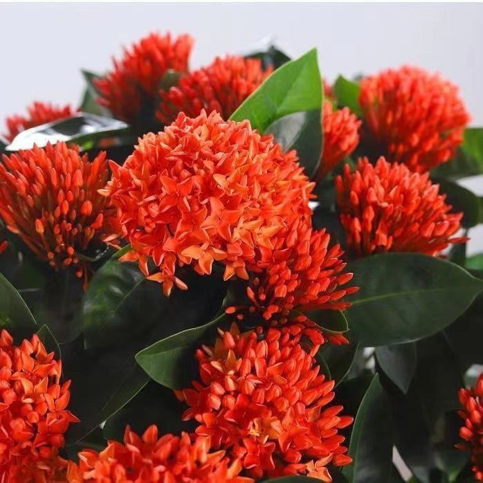 龙船花盆栽四季开花带花带花苞庭院阳台好养绿植花卉好养