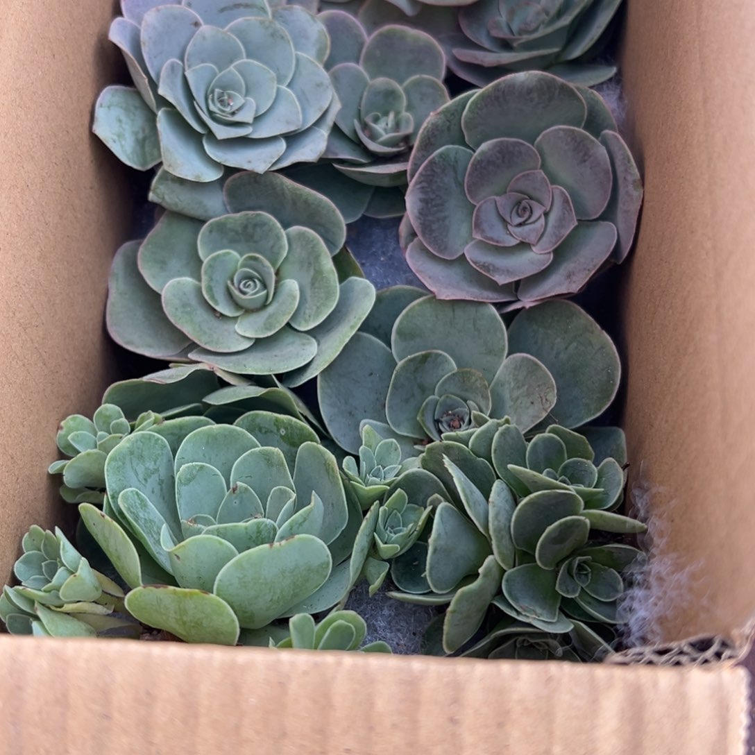 荔***源陈陈910山地玫瑰多品种10颗