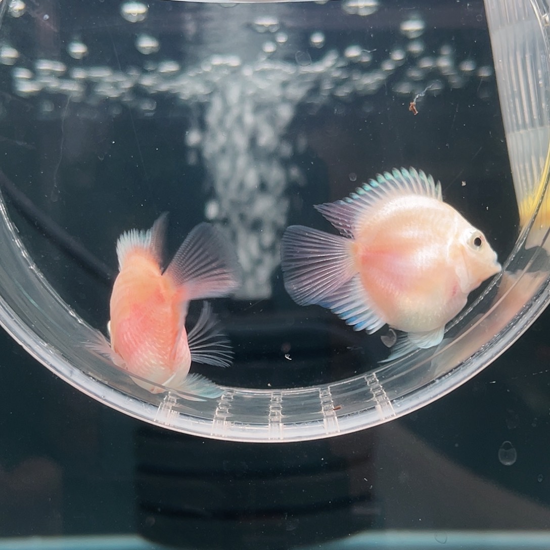 鹦鹉鱼摩卡色一对一