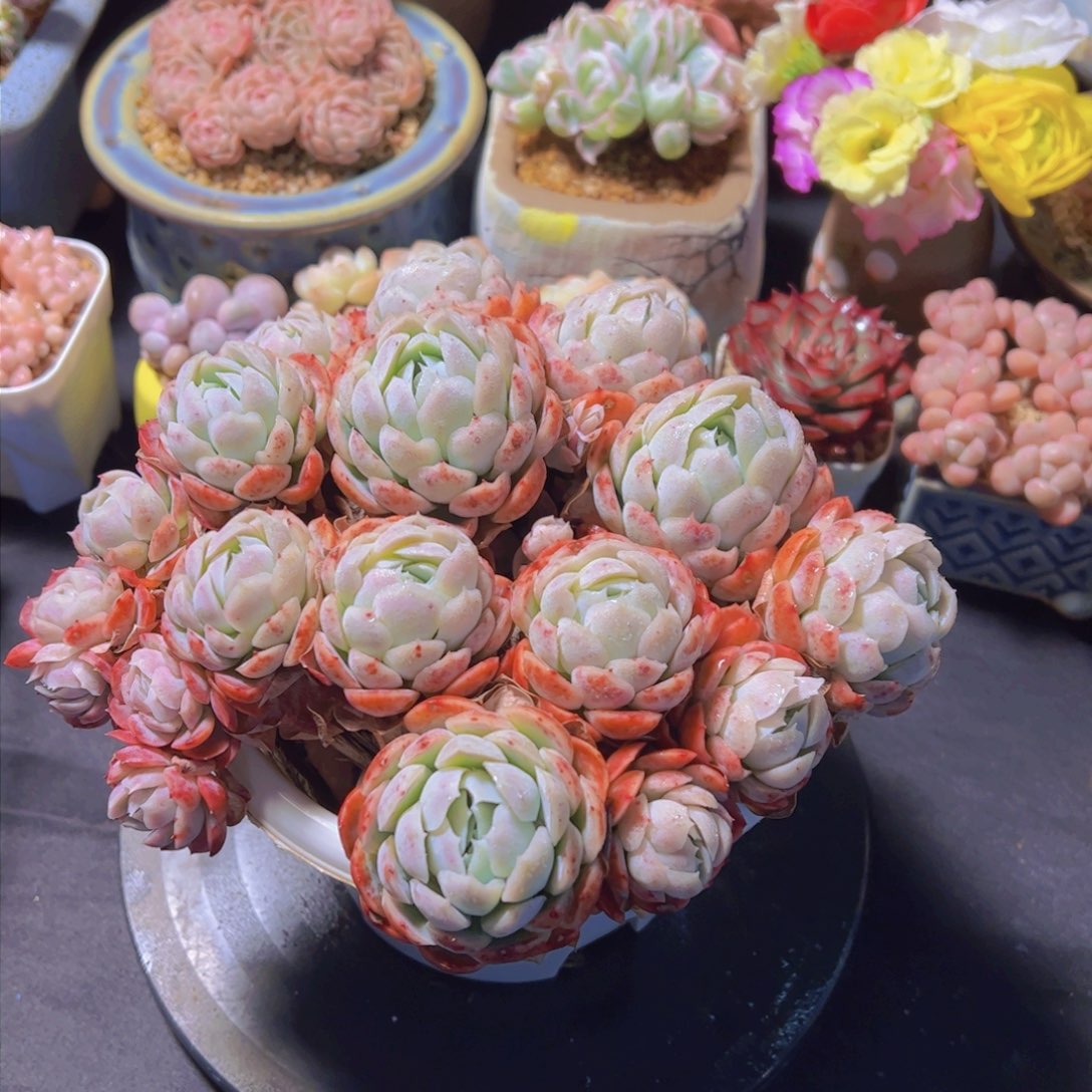 楠**依贝瑞，多肉植物