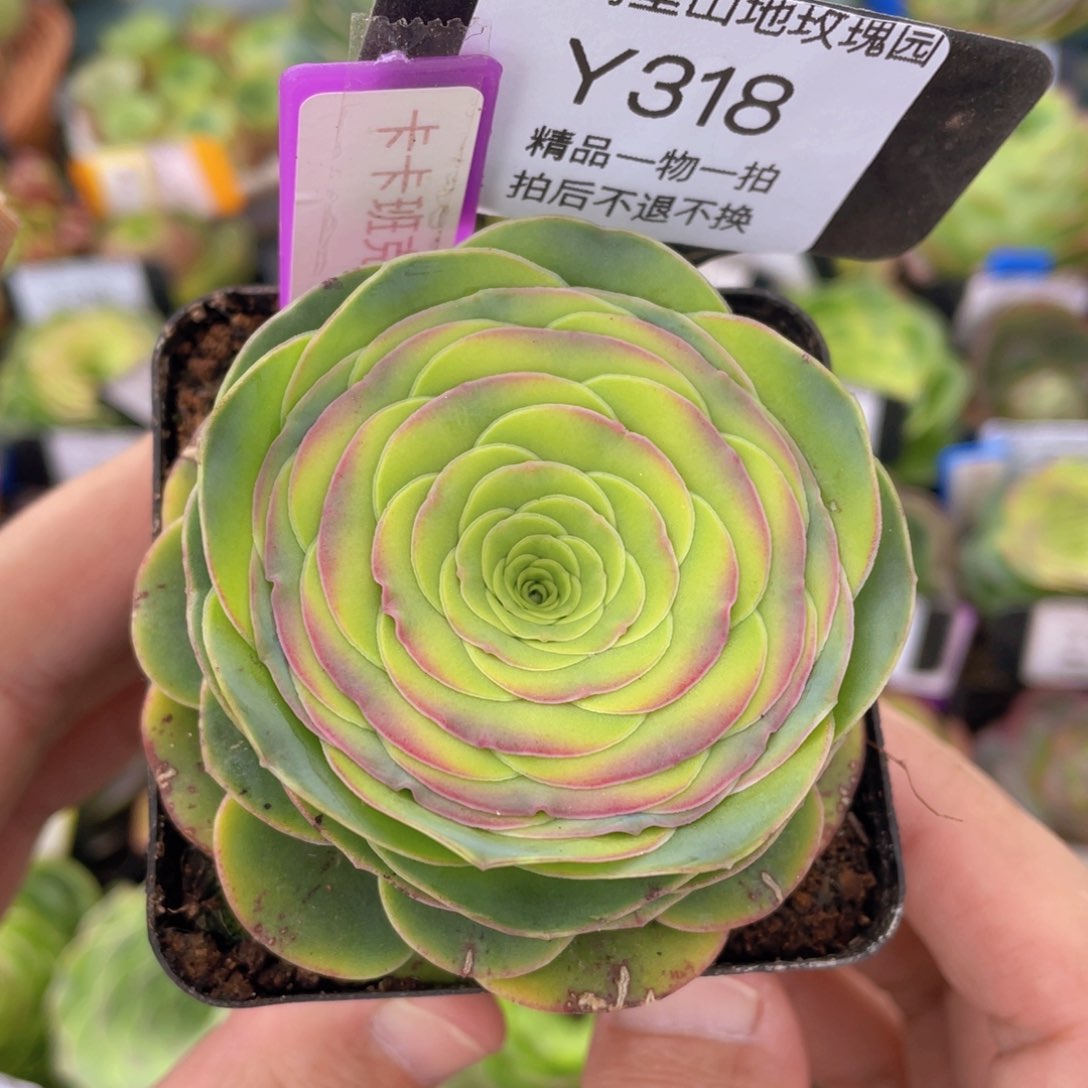 卡卡班克新年福利318一物一拍