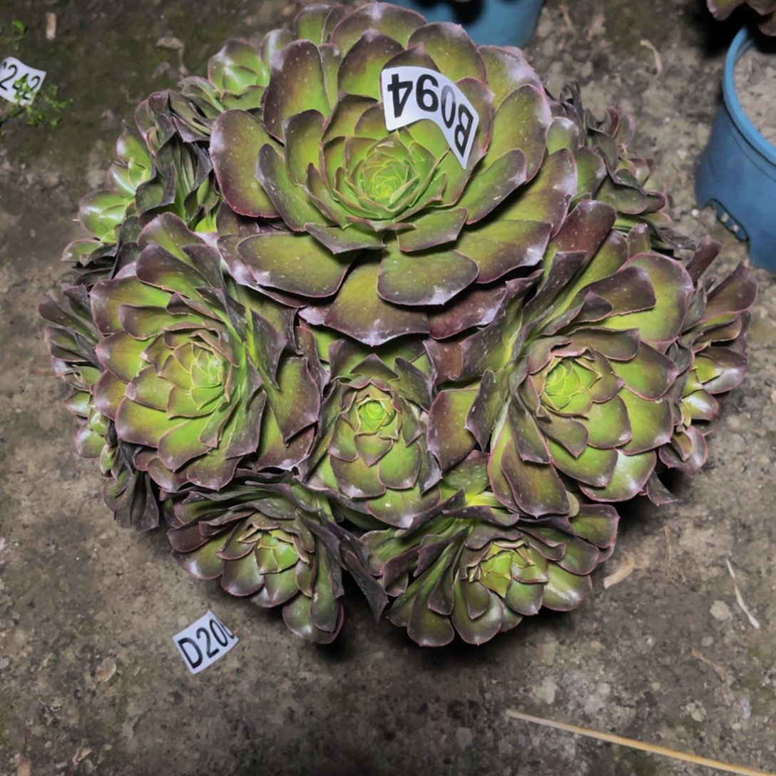 魅金法师16/////32包邮