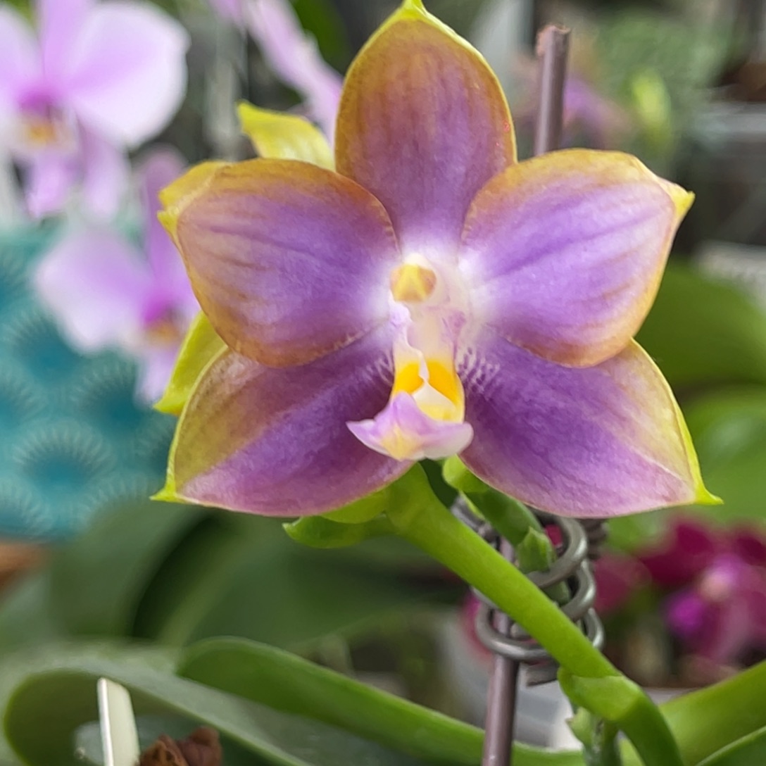 完全开放弥陀反射龙交71-1681