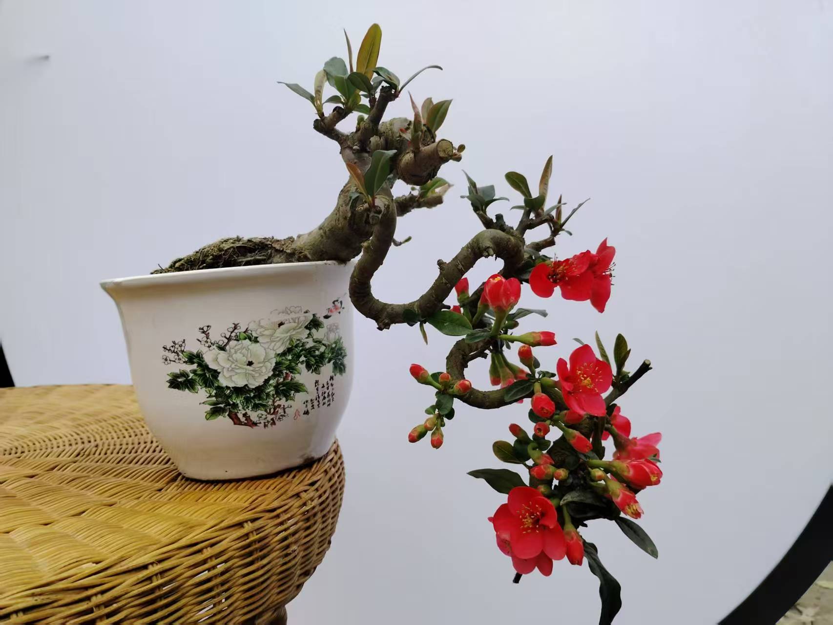 长寿冠海棠四季开花耐寒耐热庭院阳台好养活绿植盆栽