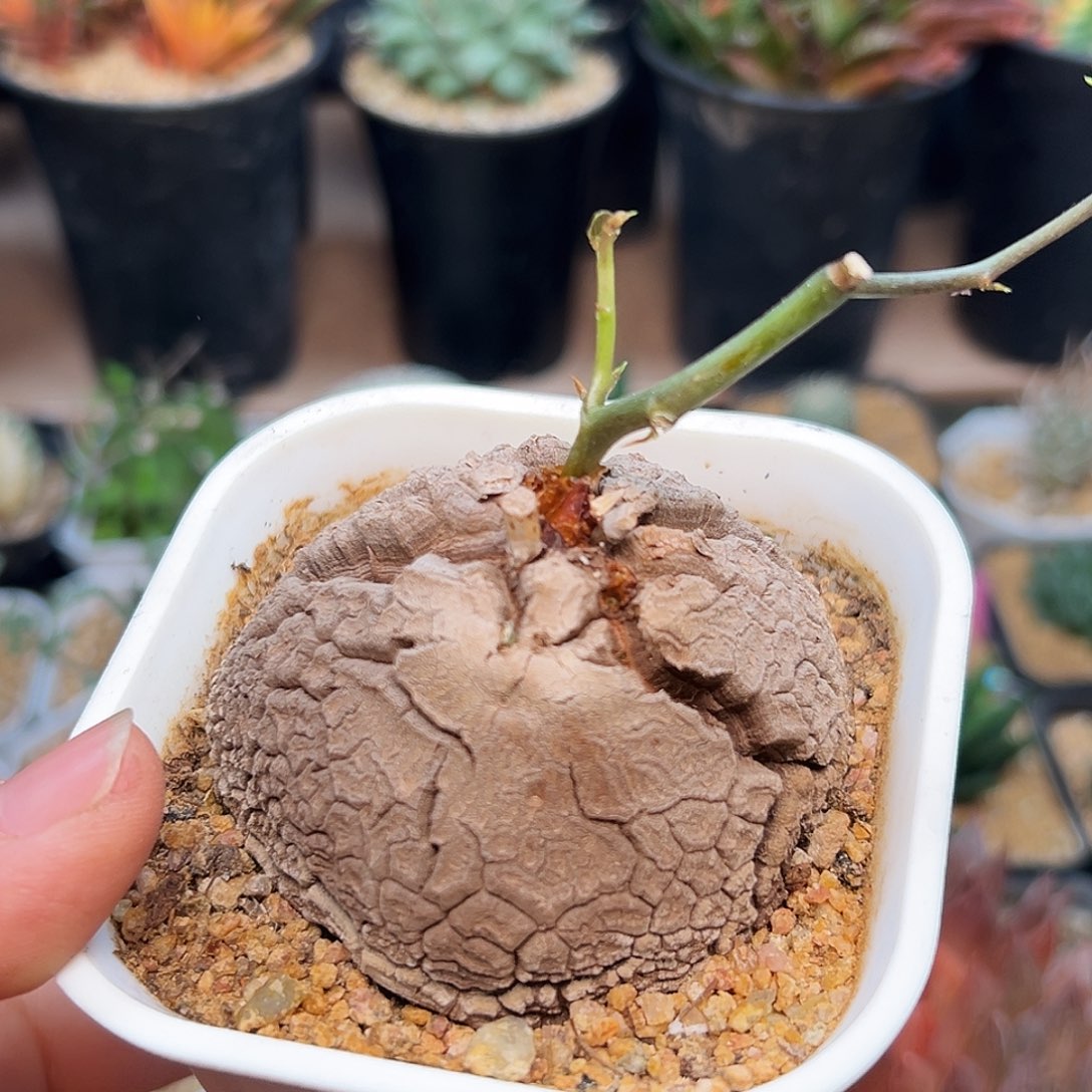 南非龟甲龙实生6.6cm