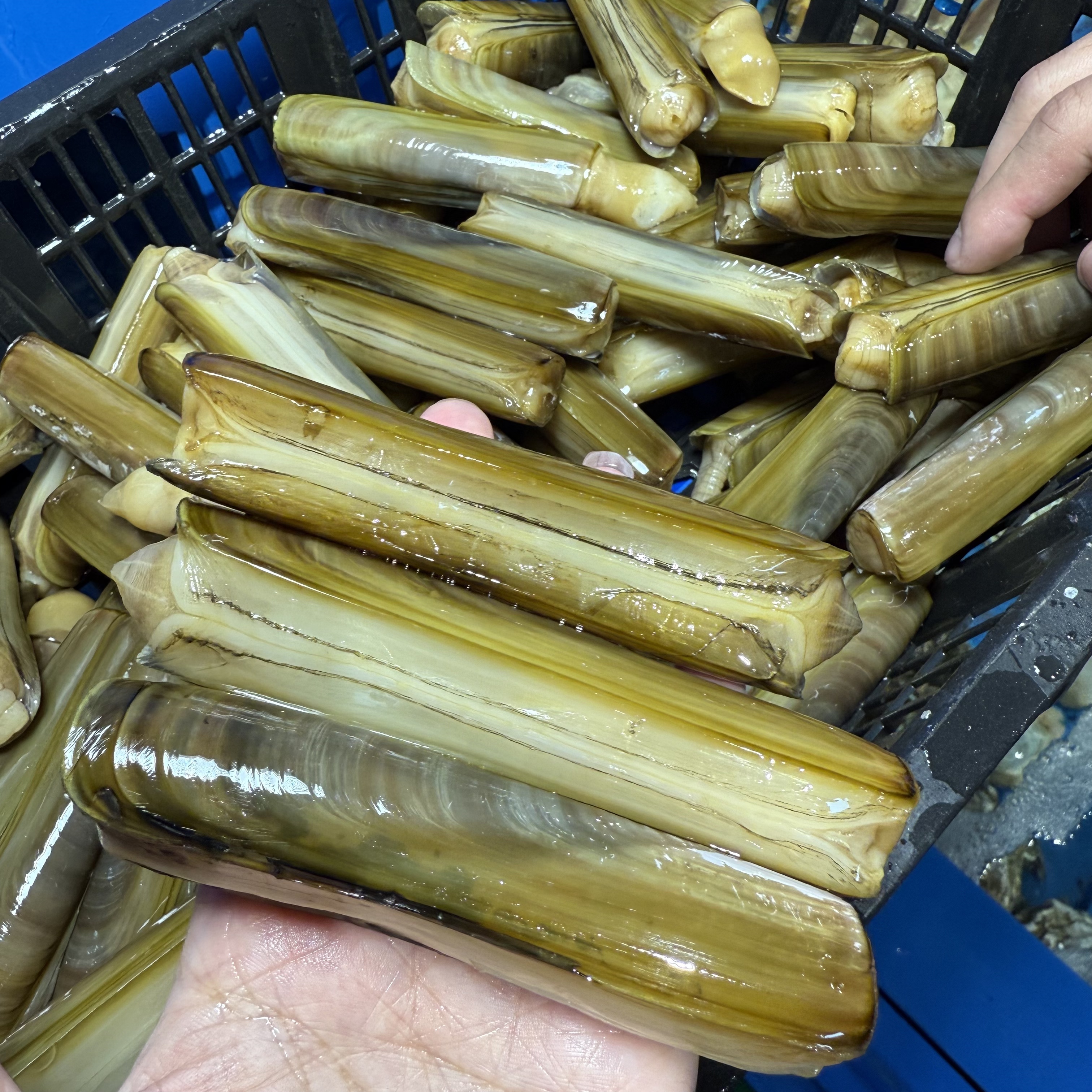 海鲜水产品山东竹节可新鲜发货【顺丰包邮】新鲜海鲜竹节蛏