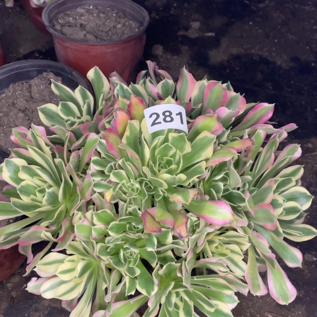 281号白凤捧花开花谢