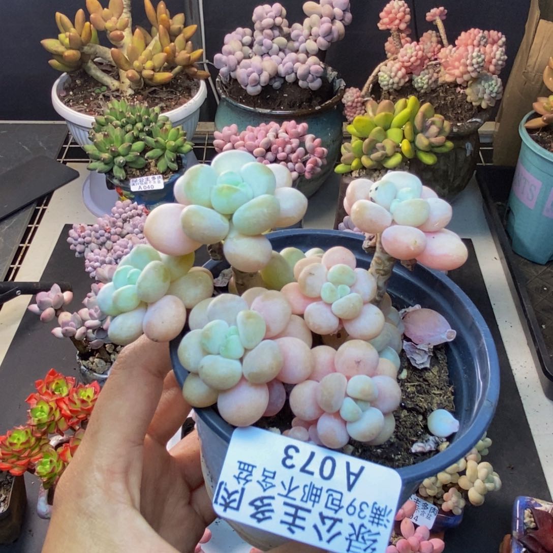 073洛可可多肉7c m