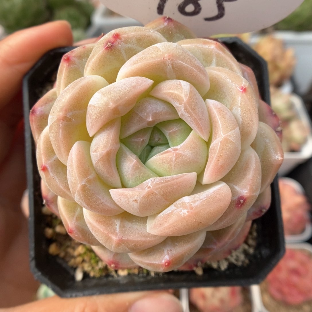 粉白魄可拍185号。  