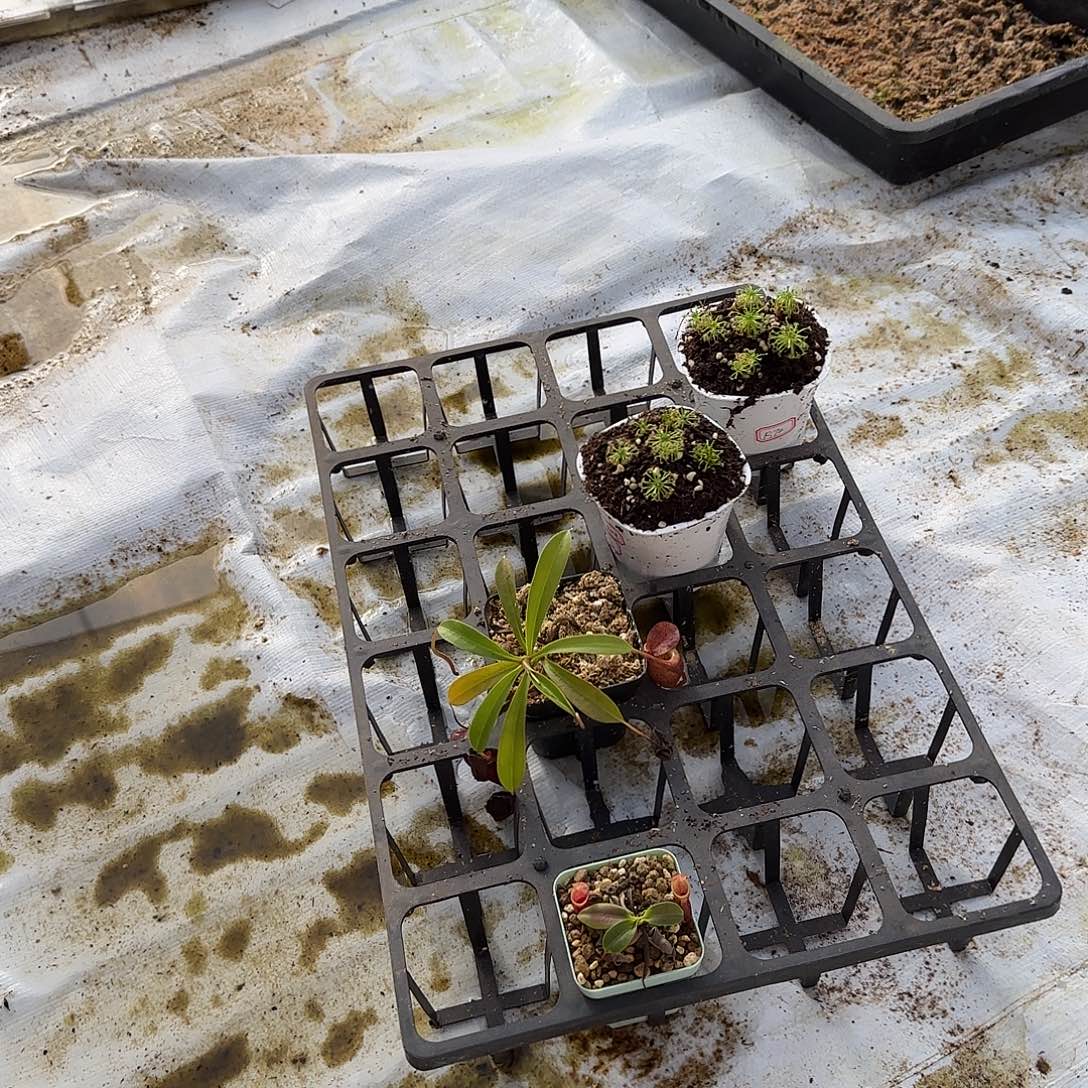 西***头无花朵专拍迷你茅