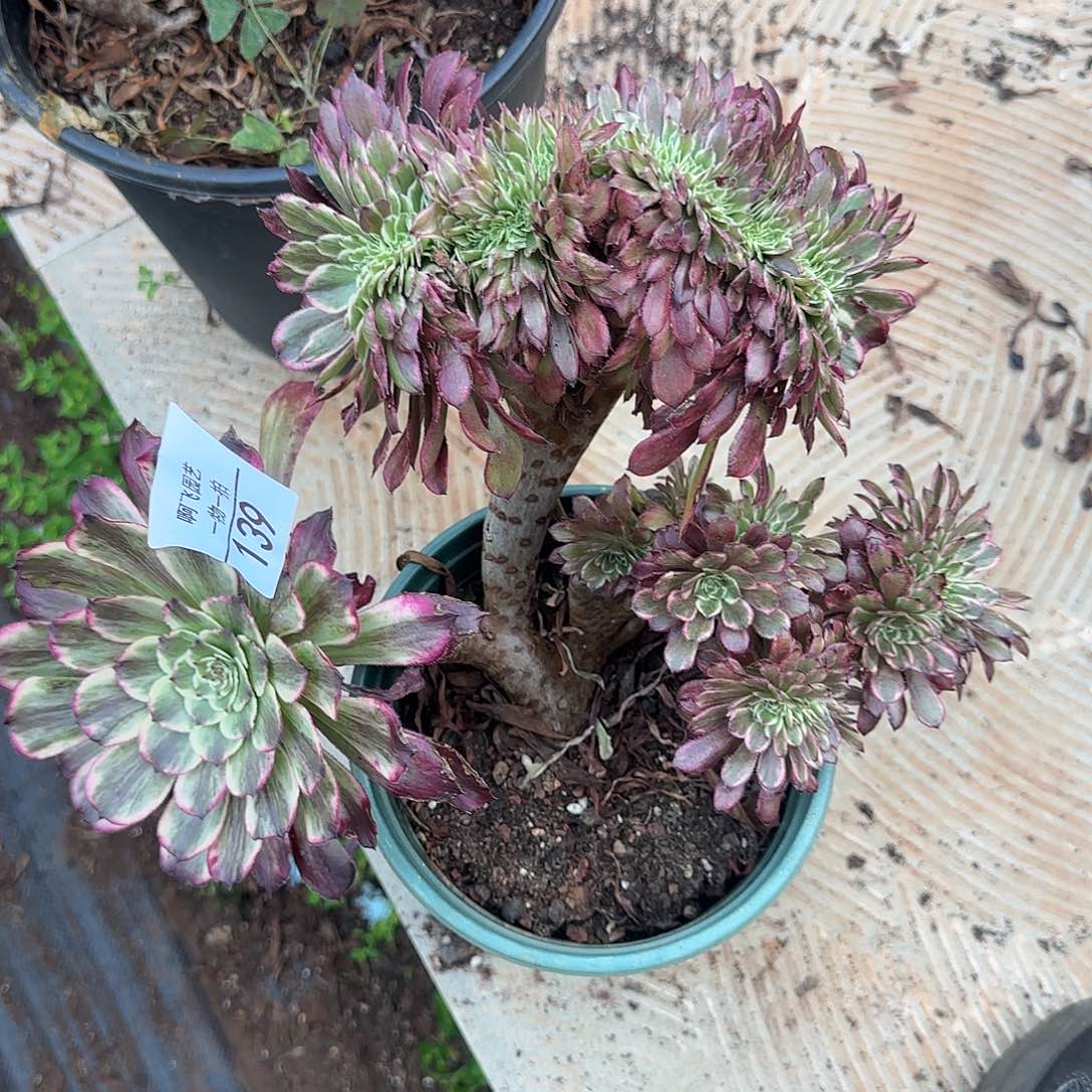 凌***眠139多肉  水墨画缀0