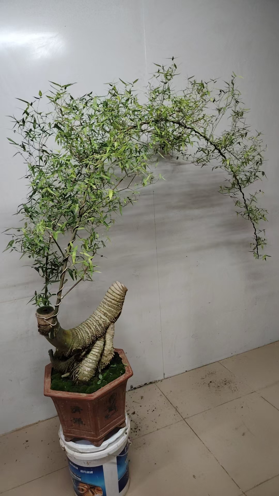 耐寒客厅绿植盆栽#小叶簕竹大龙虾熟桩！冠幅1米3；高度1米4