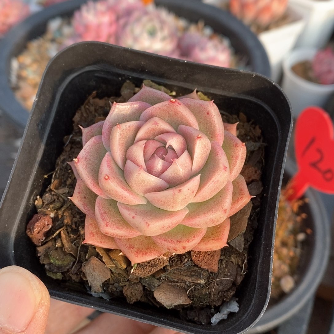 精品多肉一物一拍不包整97