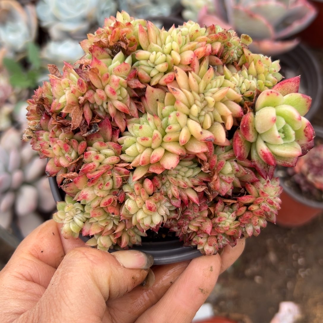 多set我植物植物我在