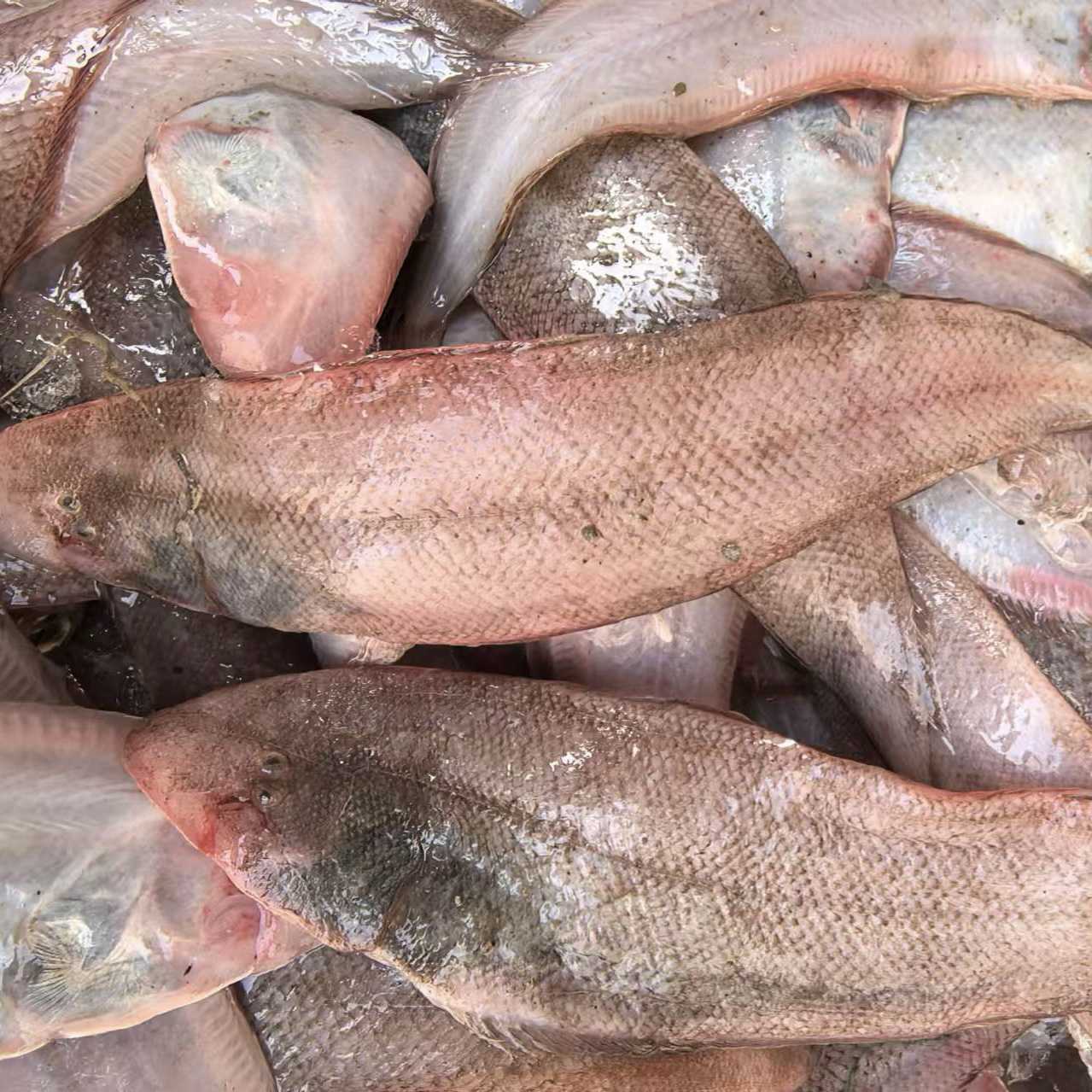 大连野生小牛舌鱼 5斤顺丰包邮