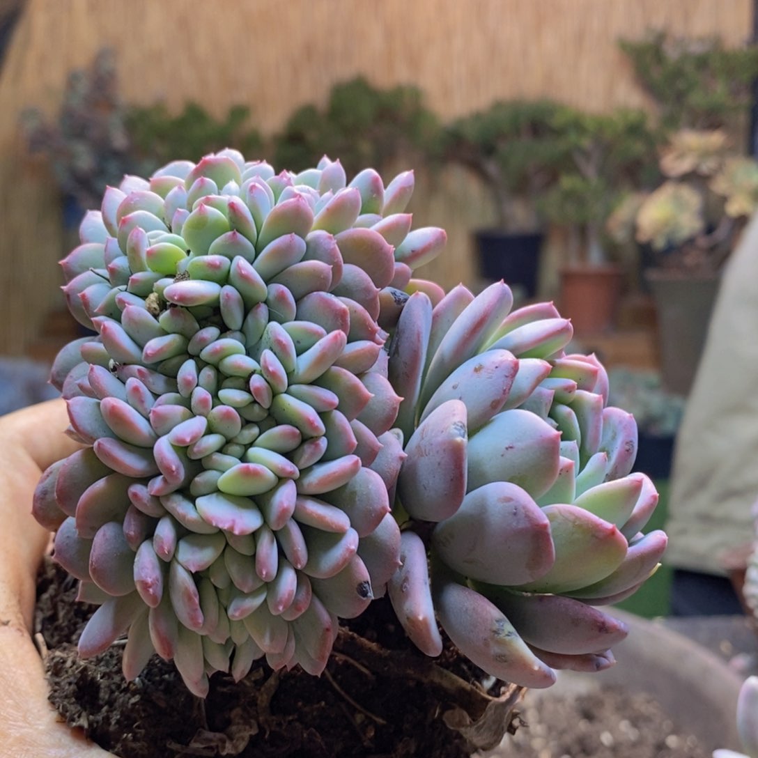 T***桐D81号玛瑙缀多肉