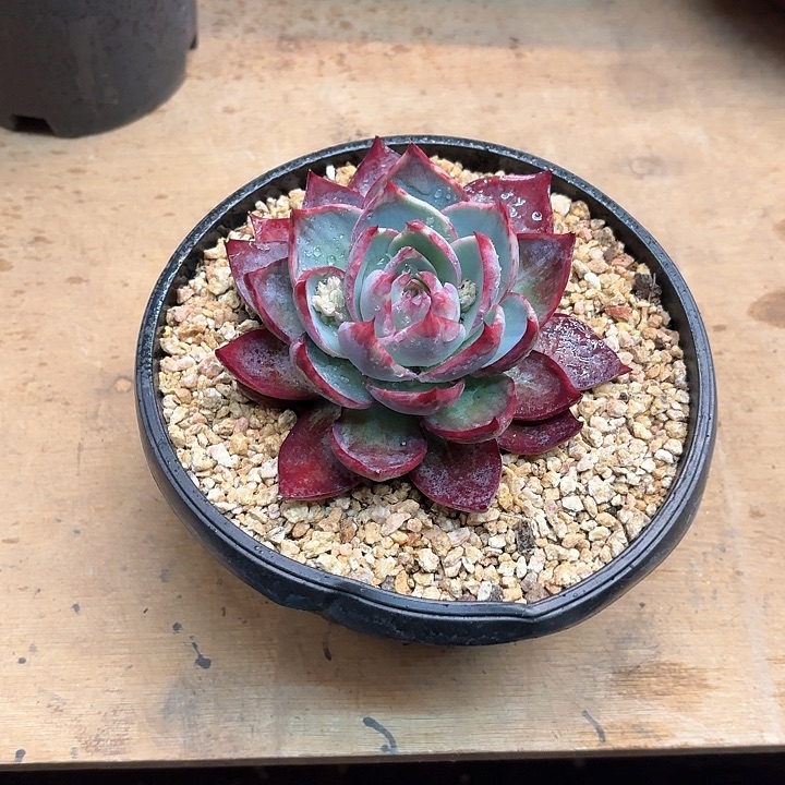 多肉植物，惊魂仙子