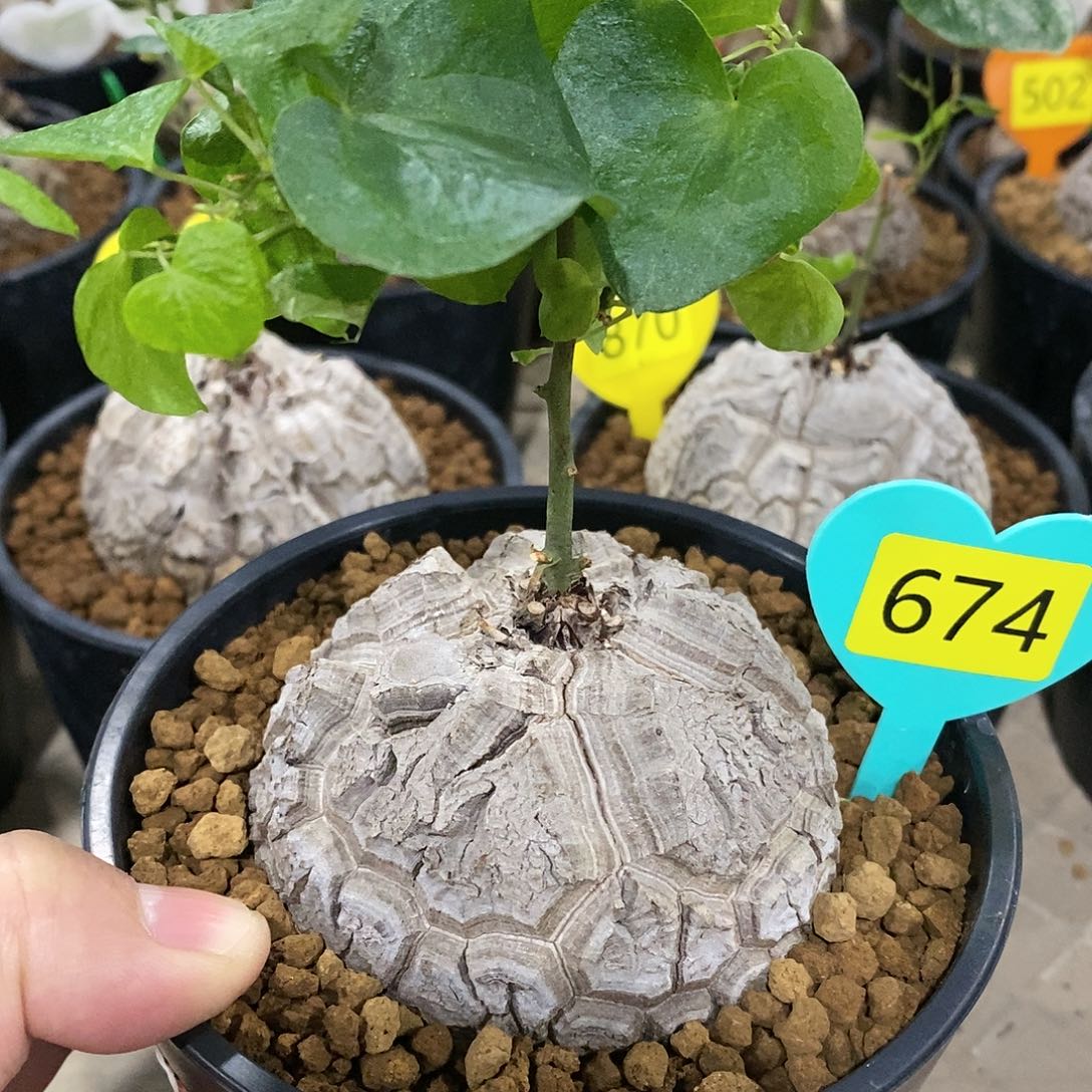 南非龟甲龙龟甲龙