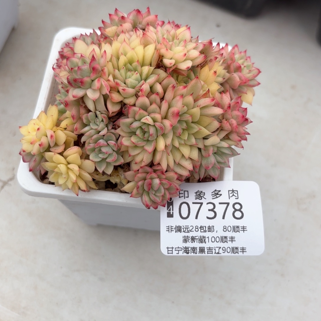 多肉植物07378gg