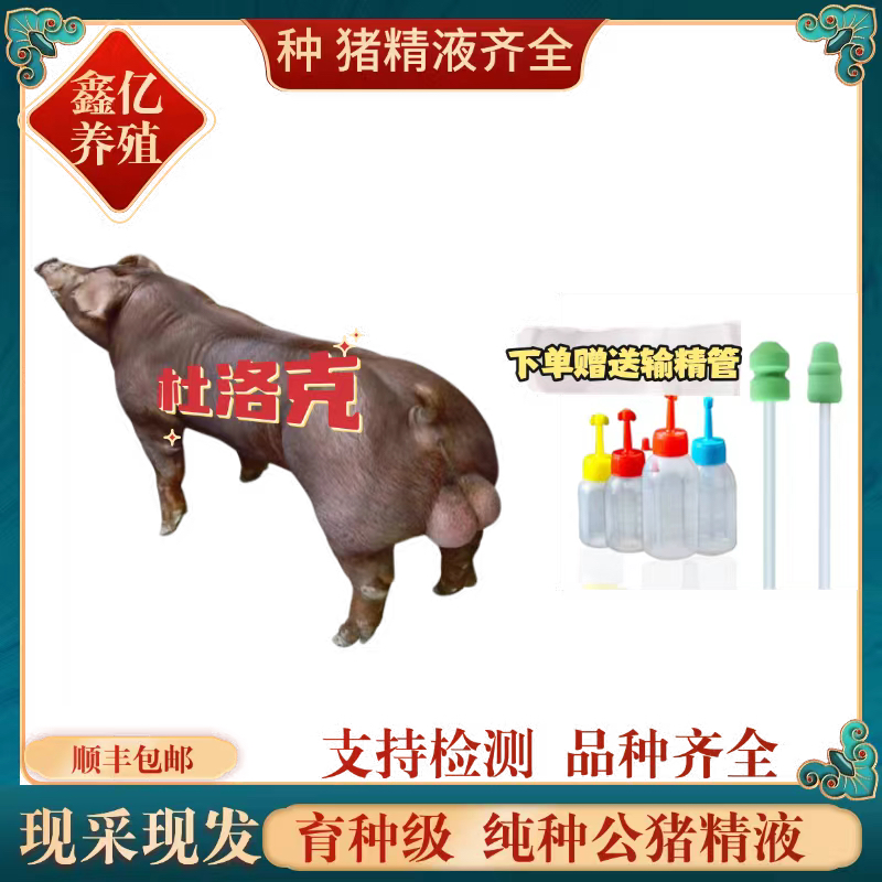 杜洛克母猪公猪猪精一件包邮 包对版生态养殖