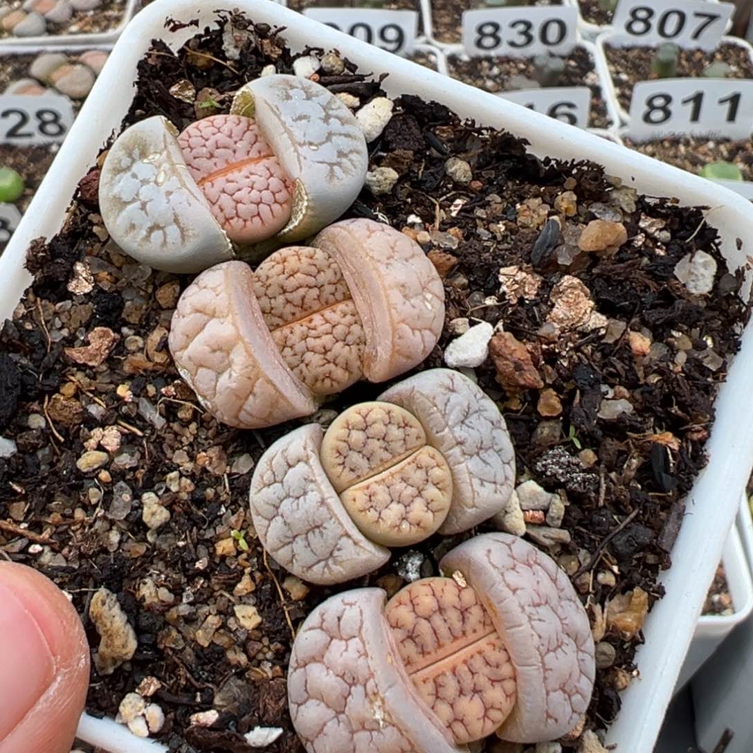 1.14好看的多肉915