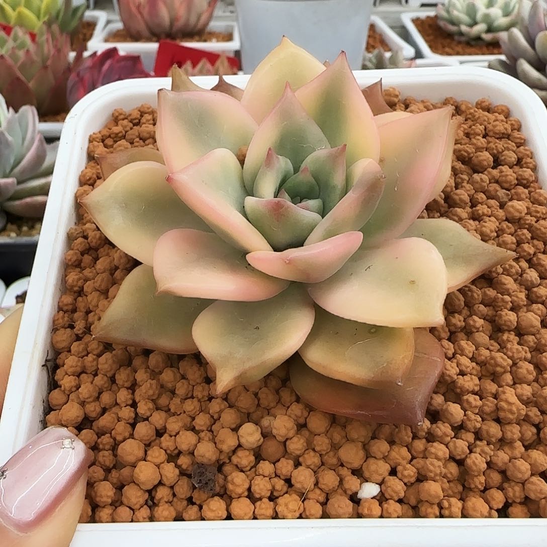 卡梅拉锦多肉植物