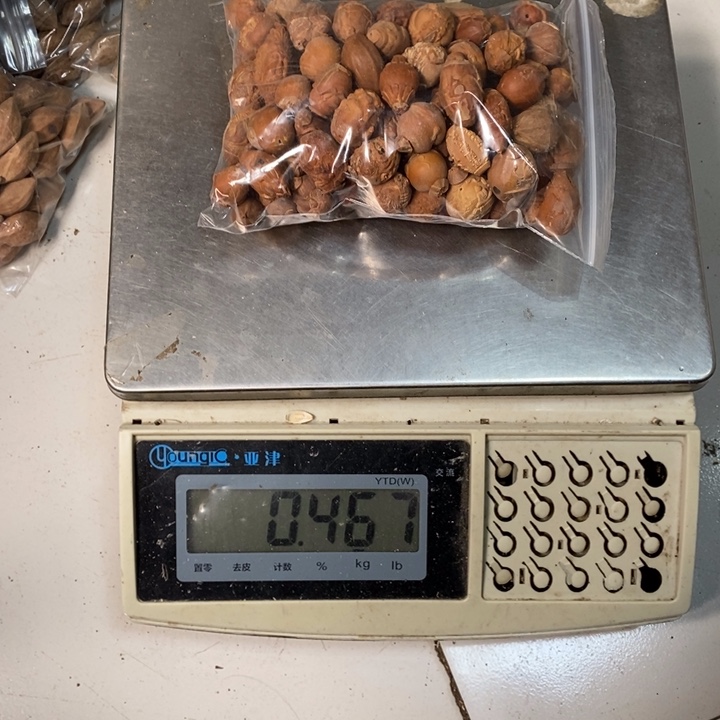 吊坠橄榄核云*橄榄油和平