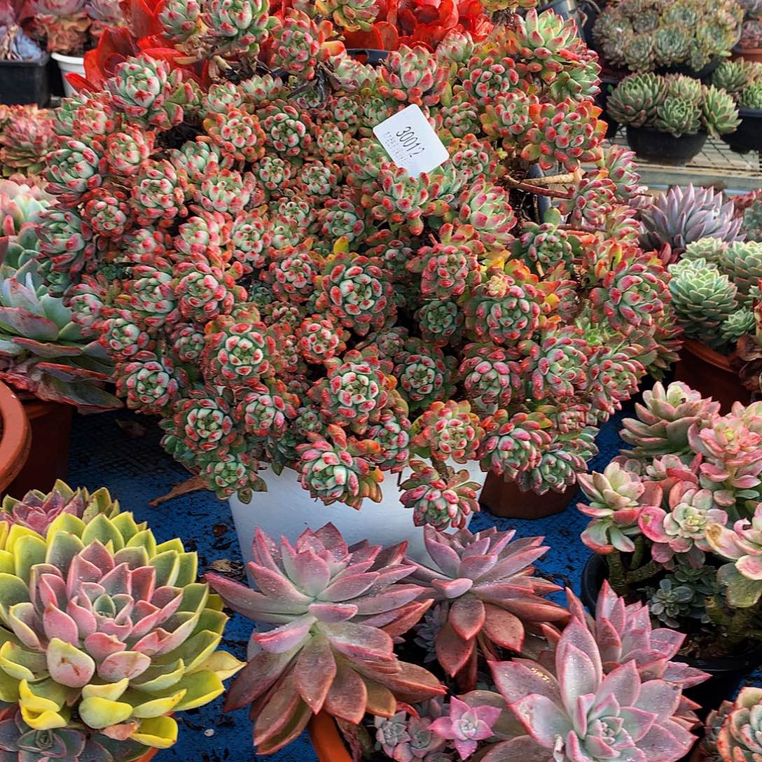 但***事   蓝苹果多肉30012