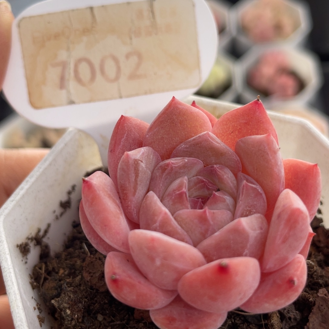 草莓果酱7002-4.0厘米