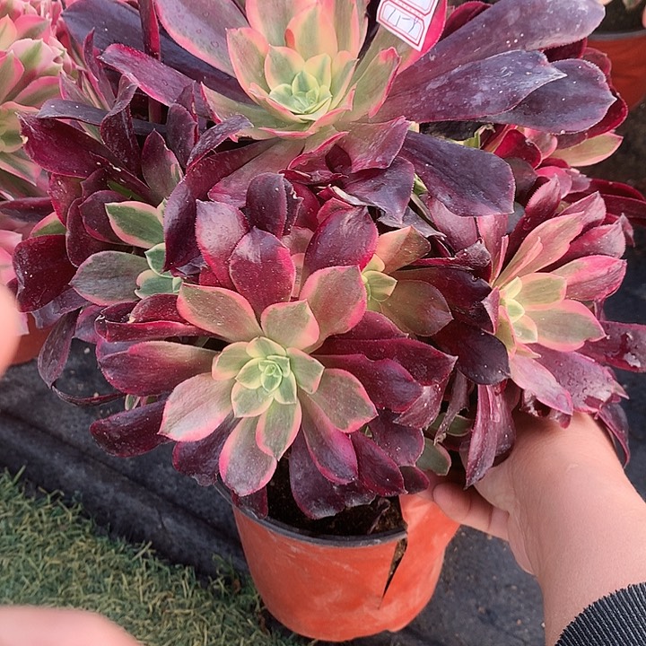 159金丝多肉植物