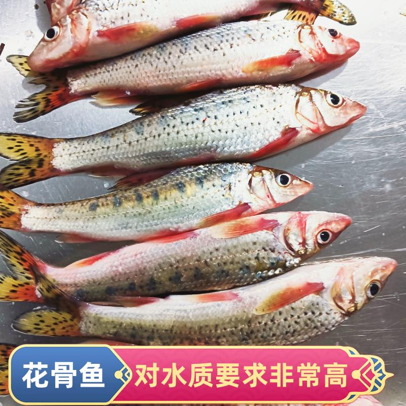 野生花骨鱼杀好净重真空包装