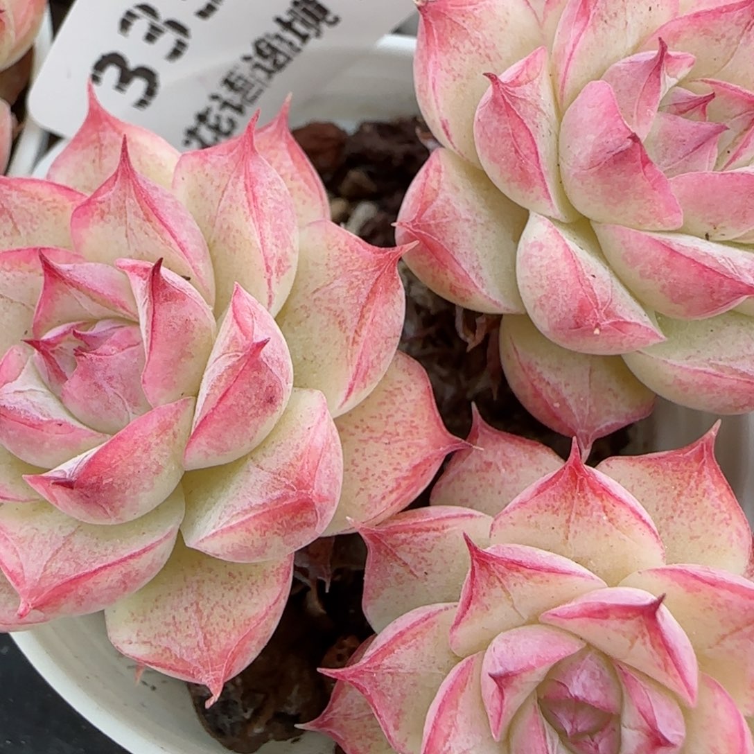 花语逸镜0205-333